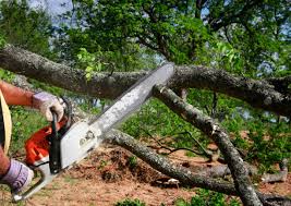 Kohler, WI Tree Removal and Landscaping Services Company